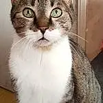 Head, Chat, Yeux, FenÃªtre, Felidae, Carnivore, Small To Medium-sized Cats, Iris, Moustaches, Door, Museau, Queue, Poil, Domestic Short-haired Cat, Patte, Foot, Terrestrial Animal, Assis, Griffe, Photography