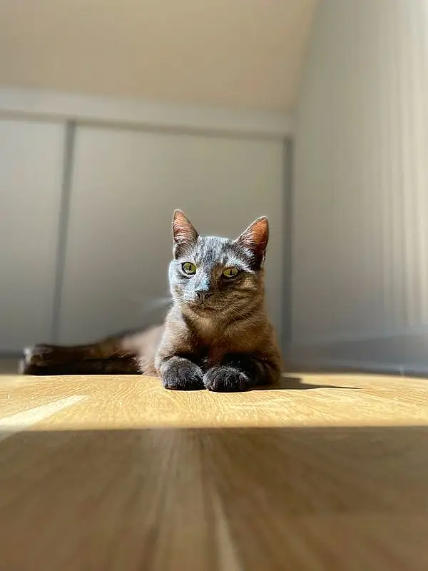 Chat, Felidae, Carnivore, Fenêtre, Small To Medium-sized Cats, Bois, Grey, Moustaches, Faon, Queue, Museau, Hardwood, Comfort, Patte, Poil, Domestic Short-haired Cat, Wood Flooring, Laminate Flooring