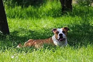 Nom American Staffordshire Terrier Chien Missy