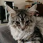 Chat, Felidae, Carnivore, Fenêtre, Moustaches, Plante, Small To Medium-sized Cats, Iris, Faon, Museau, Poil, Domestic Short-haired Cat, Picture Frame, Patte, Griffe, Drawer, Queue, Terrestrial Animal, Arbre, Maine Coon