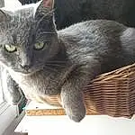 Chat, FenÃªtre, Felidae, Carnivore, Small To Medium-sized Cats, Grey, Moustaches, Museau, Domestic Short-haired Cat, Poil, Bleu russe, Cat Supply, Wicker, Basket, Pet Supply, Home Accessories, Cat Furniture, Chartreux, Terrestrial Animal, Mesh