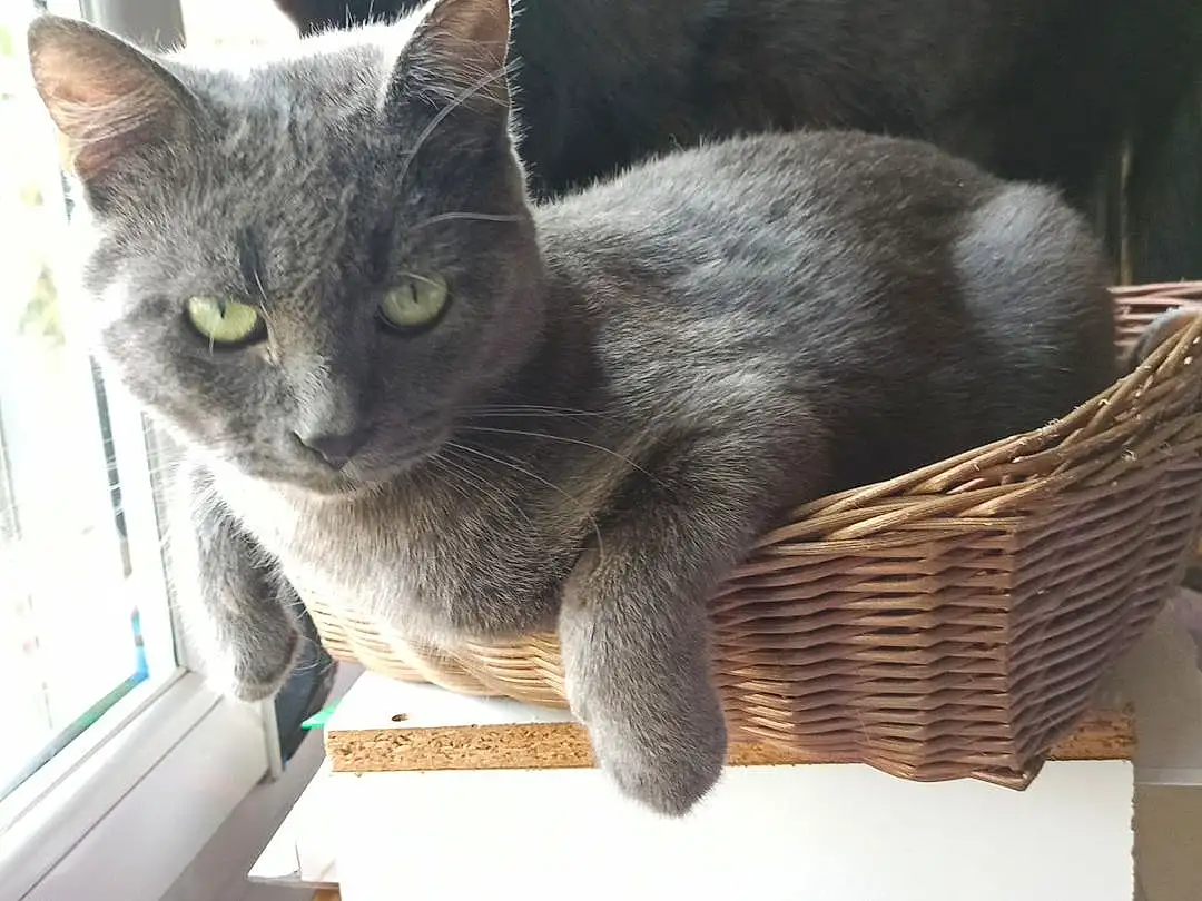 Chat, FenÃªtre, Felidae, Carnivore, Small To Medium-sized Cats, Grey, Moustaches, Museau, Domestic Short-haired Cat, Poil, Bleu russe, Cat Supply, Wicker, Basket, Pet Supply, Home Accessories, Cat Furniture, Chartreux, Terrestrial Animal, Mesh