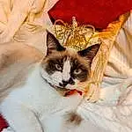 Chat, Felidae, Carnivore, Small To Medium-sized Cats, Moustaches, Faon, Museau, Queue, Linens, Comfort, Poil, Domestic Short-haired Cat, Art, Fashion Accessory, Bedding, Patte, Pattern, Throw Pillow, Griffe, Embroidery