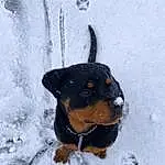 Chien, Neige, Race de chien, Carnivore, Collar, Faon, Museau, Working Animal, Hiver, Chien de compagnie, Canidae, Dog Collar, Freezing, Poil, Working Dog, Dog Supply, Pet Supply, Terrestrial Animal, Hunting Dog