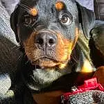 Chien, Carnivore, Race de chien, Chien de compagnie, Collar, Moustaches, Museau, Working Animal, Rottweiler, Liver, Dog Collar, Chien de chasse, Working Dog, Canidae, Poil, Terrestrial Animal, Hunting Dog