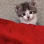 Chat, Felidae, Carnivore, Small To Medium-sized Cats, Moustaches, Iris, Grey, Faon, Museau, Patte, Poil, Domestic Short-haired Cat, Queue, Terrestrial Animal, Pattern, Sand