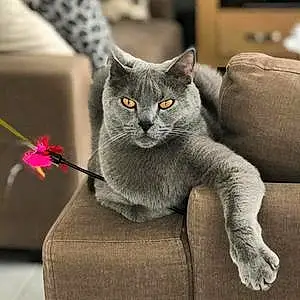 Nom Chartreux Chat Maestro