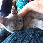 Chat, Felidae, Comfort, Carnivore, Small To Medium-sized Cats, Grey, Oreille, Moustaches, Bleu russe, Poil, Domestic Short-haired Cat, Human Leg, Electric Blue, Sieste, Patte, Griffe, Assis, Sleep, Nail, Chartreux