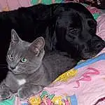 Chat, Chien, Carnivore, Bleu russe, Grey, Comfort, Felidae, Race de chien, Chien de compagnie, Collar, Dog Supply, Museau, Moustaches, Small To Medium-sized Cats, Working Animal, Queue, Pet Supply, Domestic Short-haired Cat