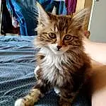Chat, Felidae, Carnivore, Small To Medium-sized Cats, Moustaches, Faon, Museau, Bois, Queue, Terrestrial Animal, Blond, Maine Coon, Poil, Domestic Short-haired Cat, Patte, Griffe, Assis, Pattern, Hardwood
