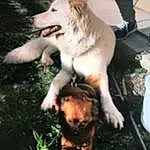 Chien, Canidae, Race de chien, Berger Blanc Suisse, Carnivore, White Shepherd, Czechoslovakian Wolfdog, Wolfdog, Kintamani, Kunming dog