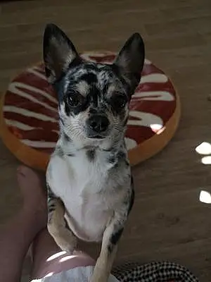 Nom Chihuahua Chien Neska