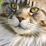 Chat, Felidae, Carnivore, Small To Medium-sized Cats, Moustaches, Museau, Close-up, Terrestrial Animal, Poil, Domestic Short-haired Cat, Herbe, Patte, Photography