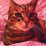 Chat, Felidae, Fenêtre, Carnivore, Textile, Moustaches, Rose, Small To Medium-sized Cats, Museau, Poil, Close-up, Pattern, Domestic Short-haired Cat, Comfort, Event, Linens, Queue, Cat Supply, Peach, Terrestrial Animal
