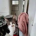 Chat, Plante, Comfort, Fenêtre, Felidae, Carnivore, Small To Medium-sized Cats, Moustaches, Door, Pet Supply, Cat Supply, Houseplant, Queue, Poil, Flowerpot, Domestic Short-haired Cat, Assis, Linens, Room