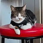 Chat, Felidae, Comfort, Cat Supply, Small To Medium-sized Cats, Carnivore, Pet Supply, Moustaches, Museau, Table, Queue, Poil, Cat Furniture, Domestic Short-haired Cat, Assis, Patte, Box, Légende de la photo