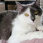 Chat, Small To Medium-sized Cats, Moustaches, Felidae, Carnivore, Domestic Long-haired Cat, Chat de lâ€™EgÃ©e, NorvÃ©gien, Domestic Short-haired Cat, Yeux, Ragamuffin, Museau, Chatons, Asian Semi-longhair, British Semi-longhair, Polydactyl Cat, Iris, American Curl