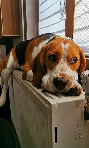 Nom Beagle Chien Rhapsody