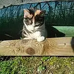 Chat, Small To Medium-sized Cats, Felidae, European Shorthair, Moustaches, Domestic Short-haired Cat, Herbe, Carnivore, Chat tigré, Arbre, Chatons, Chat de l’Egée, Polydactyl Cat, Plante, Poil, Faon, Asiatique, Chat sauvage