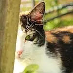 Chat, Moustaches, Small To Medium-sized Cats, Felidae, Yeux, Carnivore, Arbre, Museau, Close-up, Leaf, Chat de l’Egée, Poil, Herbe, Domestic Short-haired Cat, Plante, American Wirehair, Chat tigré, European Shorthair, Sunlight, Chatons
