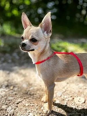 Nom Chihuahua Chien Daisy