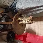 Brown, Bois, Chat, Felidae, Metal, Small To Medium-sized Cats, Sculpture, Artifact, Door, Moustaches, Bronze, Still Life Photography