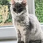 Chat, Plante, Fenêtre, Felidae, Carnivore, Small To Medium-sized Cats, Grey, Moustaches, Door, Museau, Queue, Poil, Domestic Short-haired Cat, Herbe, British Longhair, Glass, Patte, Arbre, Maine Coon, Griffe