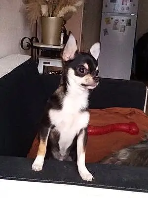 Chihuahua Chien Tokyo