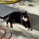 Chat, Yeux, Automotive Tire, Felidae, Road Surface, Carnivore, Infrastructure, Asphalt, Tire, Small To Medium-sized Cats, Yellow, Wheel, Fenêtre, Moustaches, Museau, Queue, Automotive Wheel System, Road