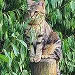 Chat, Small To Medium-sized Cats, Felidae, Carnivore, Moustaches, Faon, Terrestrial Animal, Groundcover, Museau, Terrestrial Plant, Trunk, Plante, Herbe, Domestic Short-haired Cat, Jungle, Arbre, Poil, Queue, Big Cats