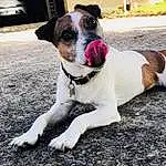 Chien, Race de chien, Canidae, Carnivore, Chien de compagnie, Museau, Danish Swedish Farmdog, Rat Terrier, Jack Russell Terrier, Faon, Rare Breed (dog), Russell Terrier, Adventure