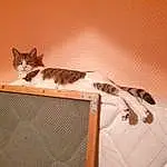Brown, Chat, Felidae, Carnivore, Bois, Moustaches, Small To Medium-sized Cats, Hardwood, Queue, Domestic Short-haired Cat, Room, Poil, Patte, Cardboard, Comfort, Rectangle, Ceiling