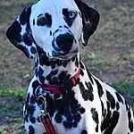 Chien, Dalmatian, Race de chien, Carnivore, Faon, Museau, Working Animal, Chien de compagnie, Collar, Herbe, Dog Collar, Dog Supply, Canidae, Throat, Pattern, Non-sporting Group
