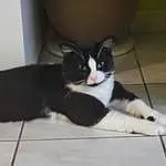 Chat, Jambe, Felidae, Carnivore, Bois, Comfort, Moustaches, Small To Medium-sized Cats, Queue, Hardwood, Human Leg, Poil, Domestic Short-haired Cat, Thigh, Patte, Room, Griffe, Cardboard