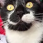 Yeux, Chat, Felidae, Small To Medium-sized Cats, Carnivore, Moustaches, Museau, Chats noirs, Domestic Short-haired Cat, Terrestrial Animal, Poil, Collar, Comfort, Queue, Noir & Blanc, Photography