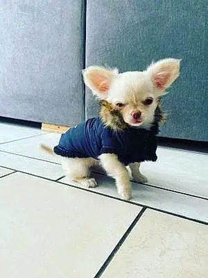 Chihuahua Chien Uhlan