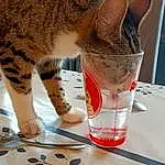 Chat, Drinkware, Felidae, Carnivore, Moustaches, Small To Medium-sized Cats, Cup, Museau, Drink, Human Leg, Foot, Table, Domestic Short-haired Cat, Poil, Junk Food, Carmine, Non-alcoholic Beverage, Tableware, Ingredient, Queue