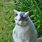 Plante, Fleur, Chat, Carnivore, Felidae, Herbe, Faon, Moustaches, Small To Medium-sized Cats, Arbre, Groundcover, Meadow, Queue, Museau, Terrestrial Animal, Domestic Short-haired Cat, Poil, Herbaceous Plant, Shrub