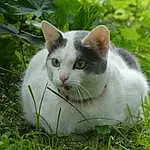 Chat, Yeux, Plante, Felidae, Carnivore, Small To Medium-sized Cats, Moustaches, Herbe, Museau, Arbre, Groundcover, Poil, Domestic Short-haired Cat, Herb, Queue, Terrestrial Animal, Collar, Art