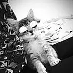 Blanc, Chat, Black-and-white, Felidae, Monochrome, Small To Medium-sized Cats, Bras, Hand, Moustaches, Jambe, Photography, Noir & Blanc, Patte, Chatons, Gesture, Carnivore, Style, Griffe, Poil, Oreille