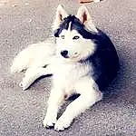 Chien, Race de chien, Carnivore, Jaw, Chien de compagnie, Chien d’attelage, Museau, Queue, Husky de Sibérie, Working Animal, Canidae, Poil, Terrestrial Animal, Happy, Working Dog, Foot, Canis, Non-sporting Group, Ancient Dog Breeds