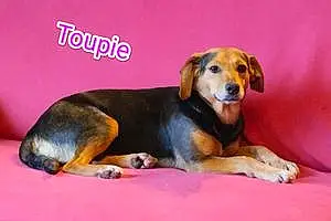 Nom Beagle Chien Toupie