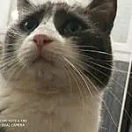 Nez, Chat, Yeux, Felidae, Carnivore, Iris, Small To Medium-sized Cats, Moustaches, Museau, Patte, Queue, Poil, Domestic Short-haired Cat, Griffe, Pet Supply, Animal Shelter, Terrestrial Animal