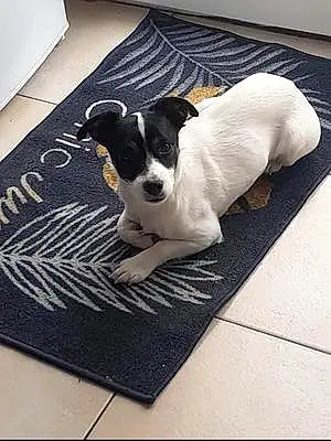 Jack Russell Chien Falco