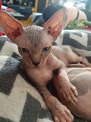 Sphynx Chat Guismo