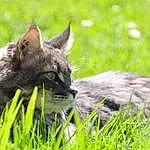 Plante, Chat, Carnivore, Herbe, Felidae, Terrestrial Animal, Small To Medium-sized Cats, Grassland, Moustaches, Meadow, Museau, Groundcover, Pelouse, Poil, Prairie, Domestic Short-haired Cat, Pasture, Assis, Poales