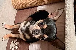 Chihuahua Chien Yoda