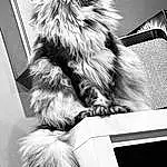 Photograph, Blanc, Black, Felidae, Carnivore, Black-and-white, Style, Monochrome, Moustaches, Noir & Blanc, Small To Medium-sized Cats, Chat, Poil, Natural Material, Stock Photography, Photography, Patte