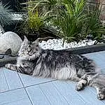 Plante, Chat, Carnivore, Felidae, Grey, Moustaches, Small To Medium-sized Cats, Herbe, Museau, Groundcover, Queue, Road Surface, Patte, Domestic Short-haired Cat, Griffe, Poil, Assis, Asphalt, Sidewalk
