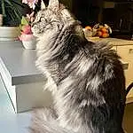 Plante, Chat, Fleur, Felidae, Small To Medium-sized Cats, Grey, Carnivore, Moustaches, Flowerpot, Museau, Houseplant, Queue, Poil, Domestic Short-haired Cat, Terrestrial Animal, Griffe, Patte, Assis